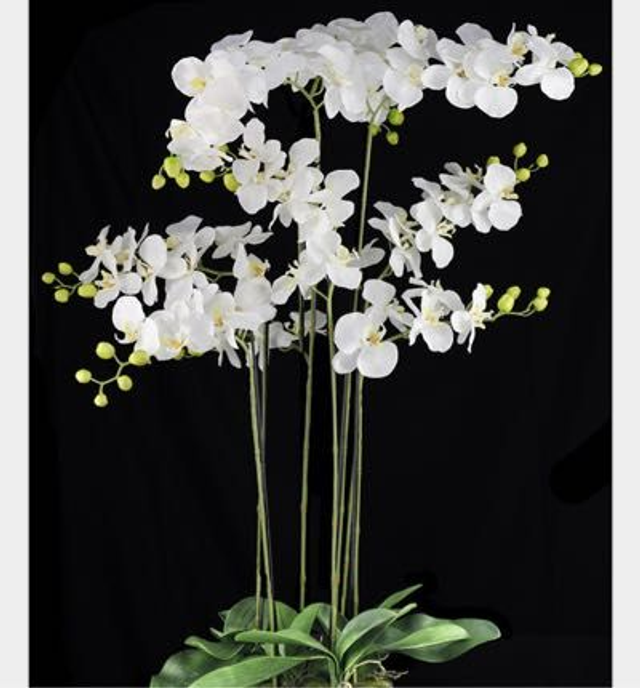 XXL Orchid Arrangement 115cm 