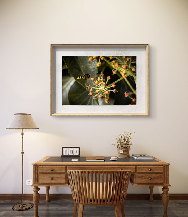 Marco Photography - Hoverfly on Flower Buds - Print Only