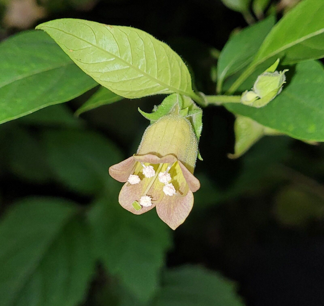 30 graines Atropa acuminata "indian belladona' seeds samen belladone Tollkirsche