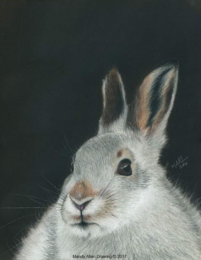 &quot;Monadliath Mountain Hare&quot; Original Drawing  