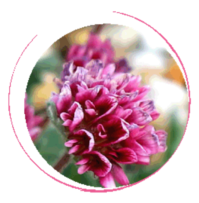 Macération solaire d&#039;Antyllide