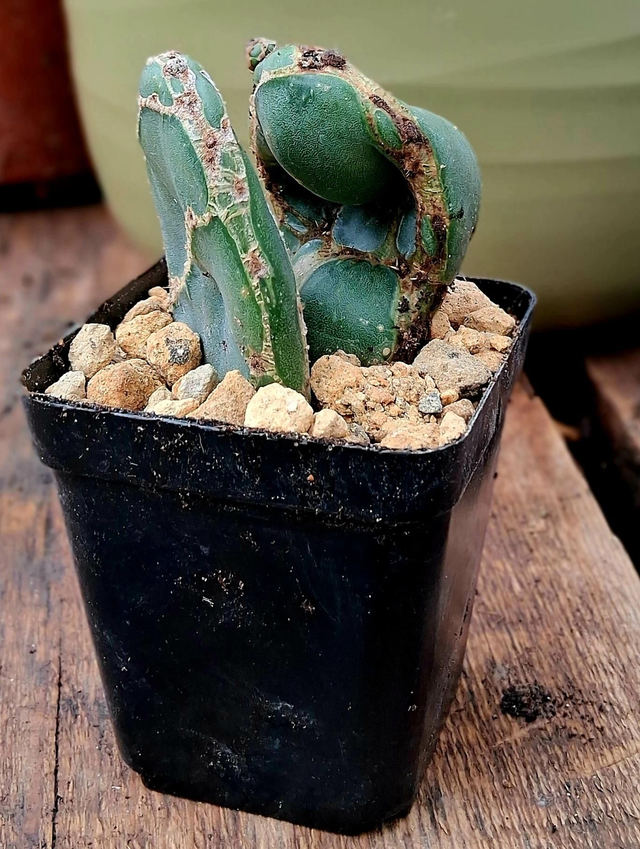 D125 . Opuntia reticolato Cobra vaso 6