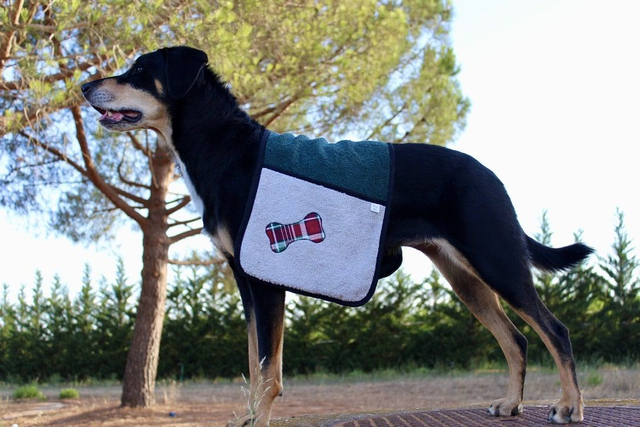 Sèche toutou - Serviette séchante pour chien