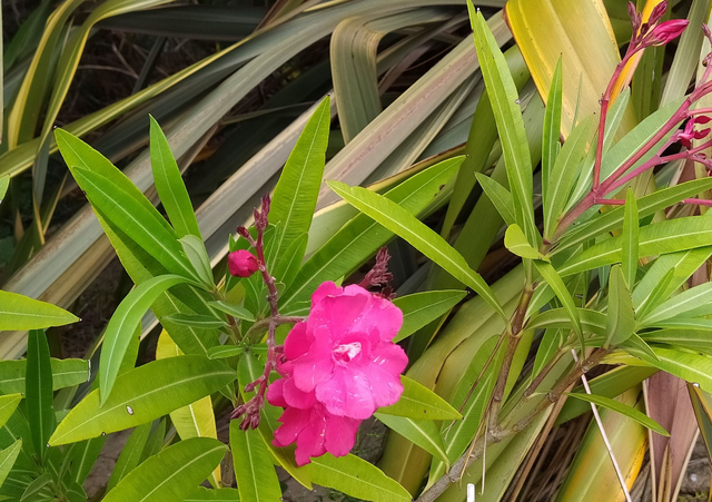 Nerium oleander - 1 ltr pot