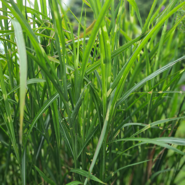Miscanthus sinensis 'Zebrinus' - zebra grass -1lt pot