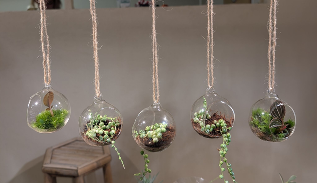 bepflanzte Weihnachtskugeln  / Flaschengarten