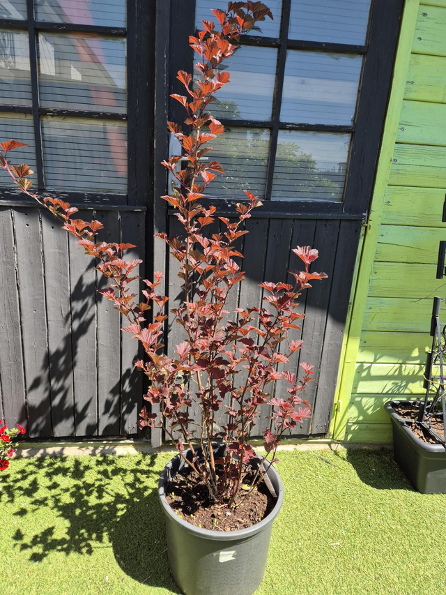 Physocarpus opulifolius André conteneur 18L