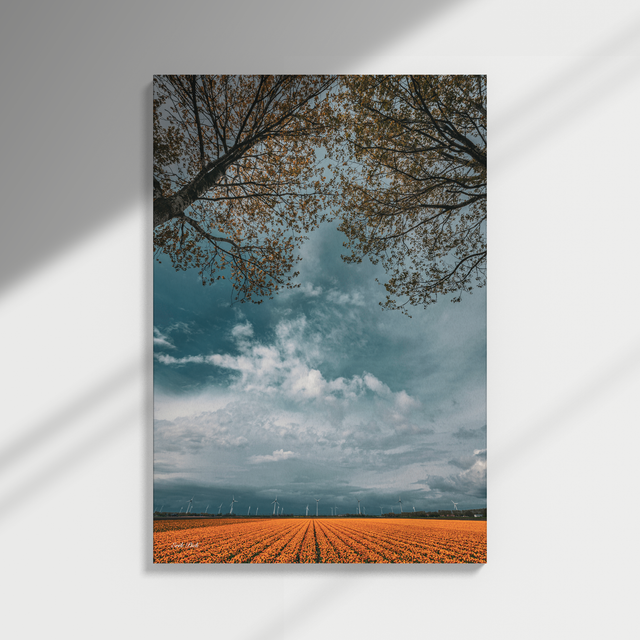 Dibond print - Tulpenveld
