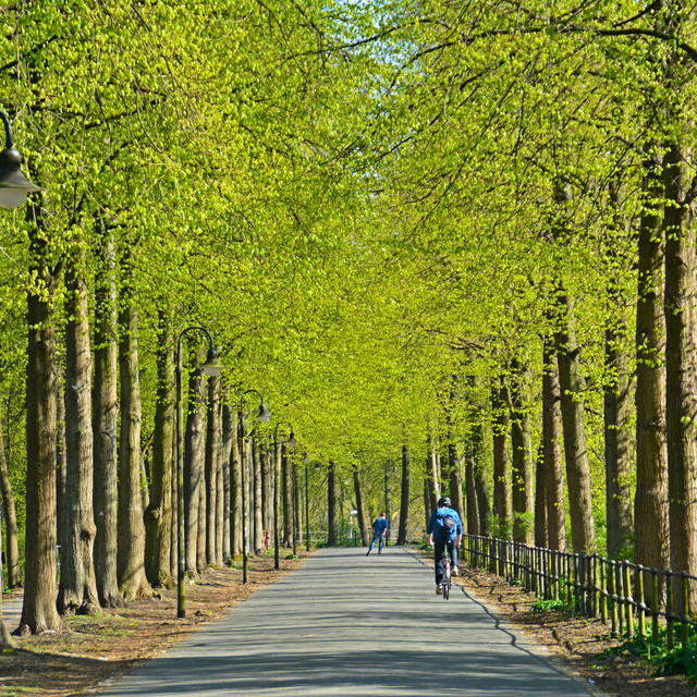 Radfahrer auf der Promenade