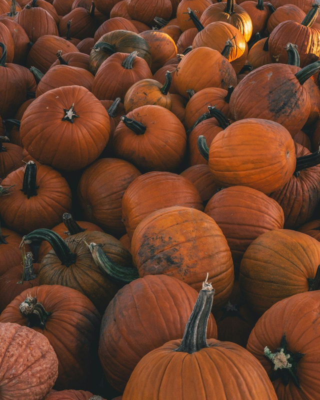 01.- Coca de Calabaza Asada y Cebolla Caramelizada