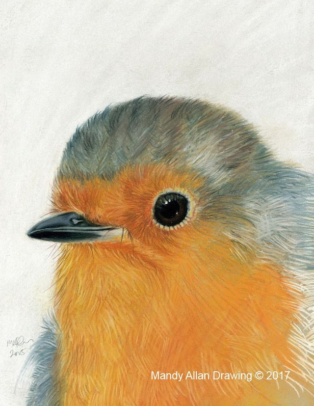 &quot;Little Robin Red Breast&quot; Original Drawing 