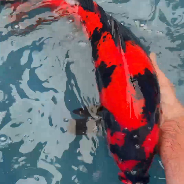 Hi-utsuri - Marusei koi farm, nisai circa 45/50cm  