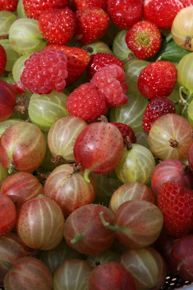Summer Fruits