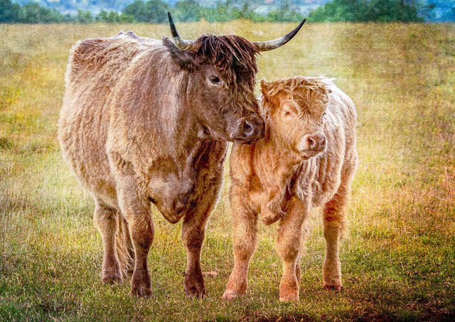 Highland Cow and Calf