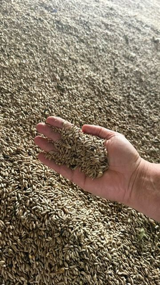 Champagnerroggen Bio Vollkornmehl 10 kg