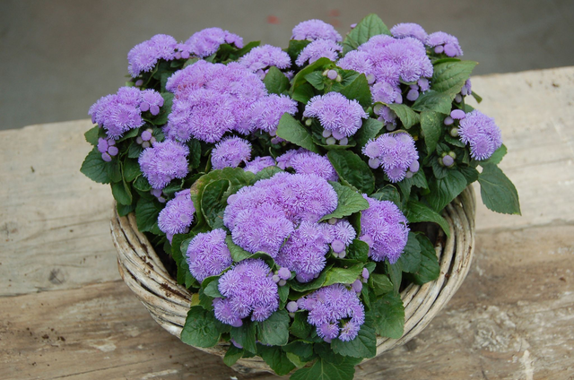 Ageratum (Aloha Blue) - Tray of 6 plants