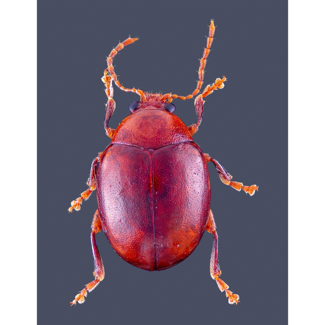 Sphaeroderma Stephens