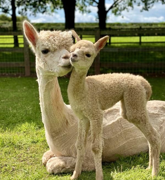Meet the Alpacas FREE KIDS Offer