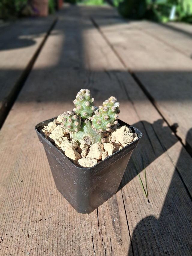 D186 . Tephrocactus molinensis, vaso 7x7