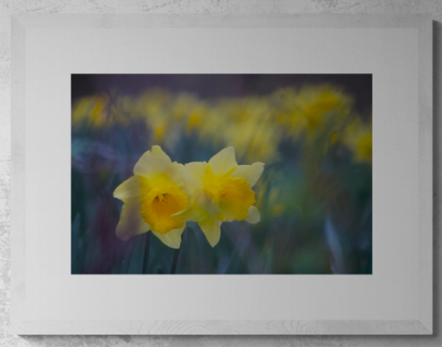 Daffodil Delight - Print