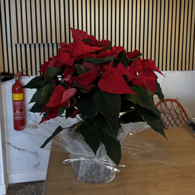 Poinsettia 
