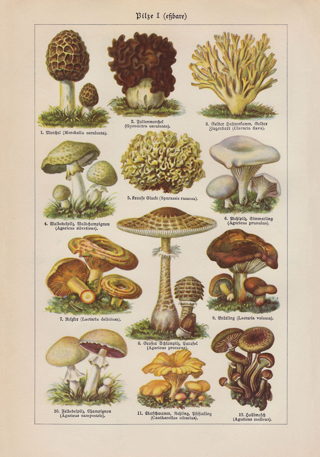 Vintage Mushrooms Chart I - Pilze I