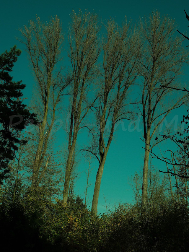 Surreale Baumlandschaft 1