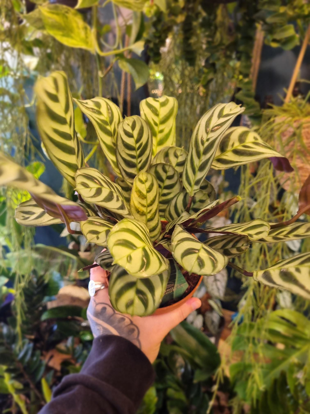 Prayer plant /Ctenanthe Burle-marxii in 12cm pot