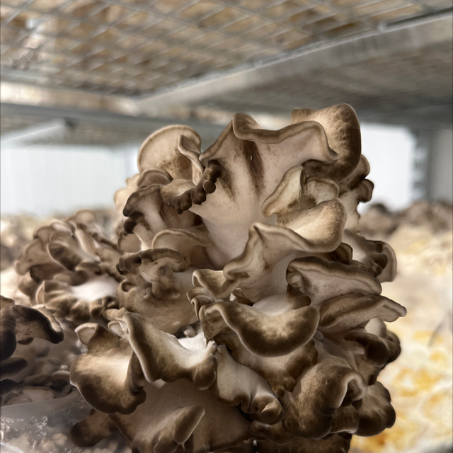 Maitake (Grifola frondosa)