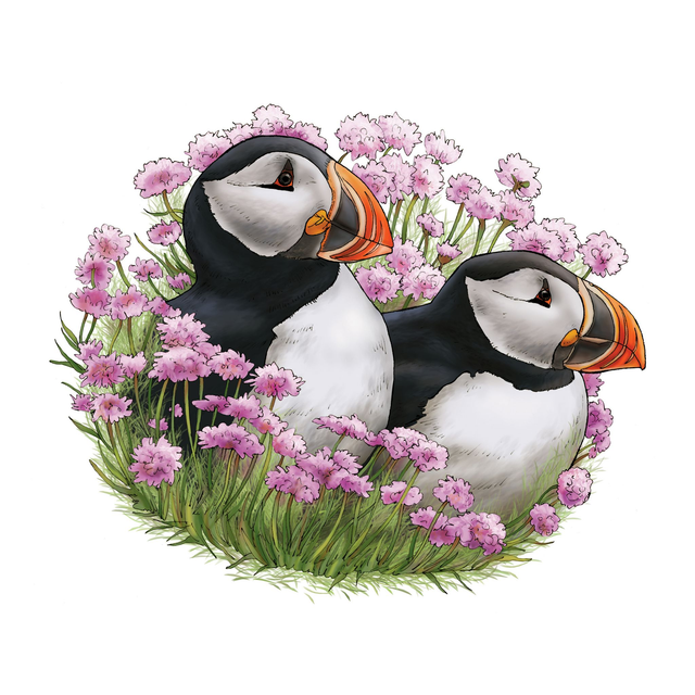 Puffins and Sea Thrift - After original ink drawing with digital colouring