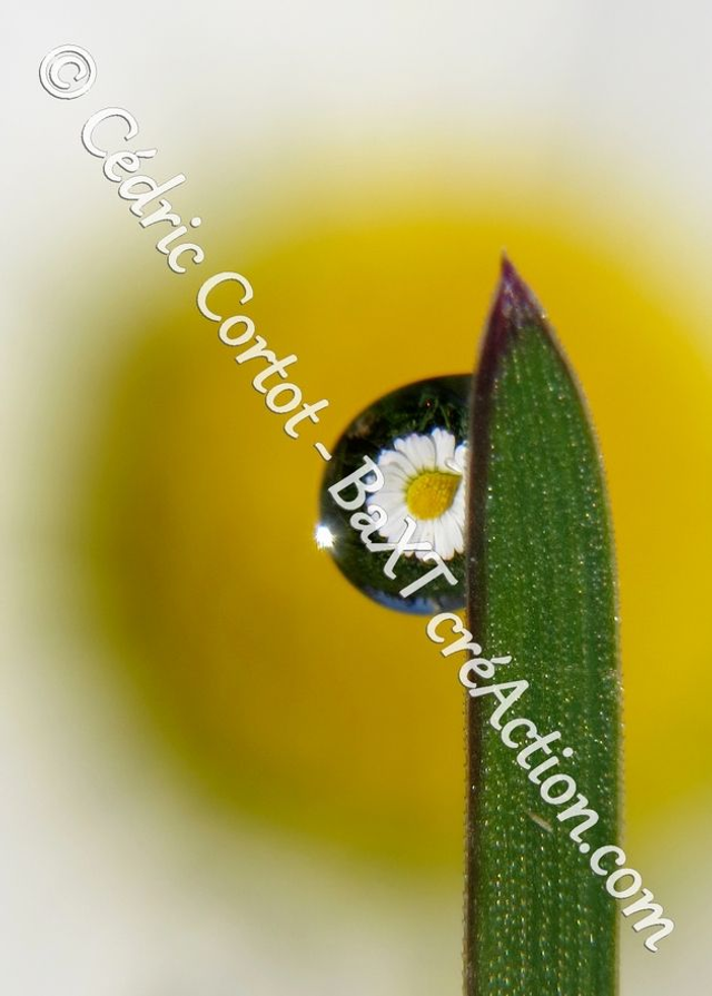 1 - Carte postale - Rosée et gouttes de pluie (Ref 8700)