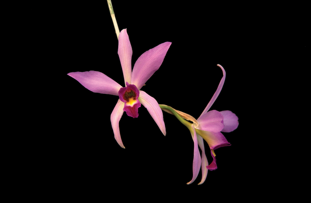 Laughing Butterflies Essence