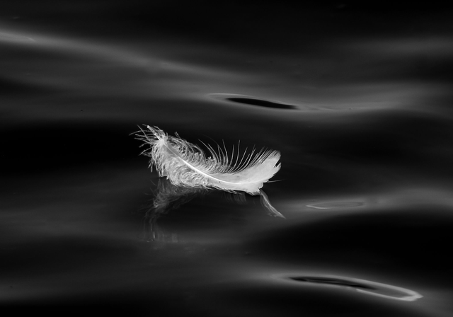 20 x 30 cm White Feather 