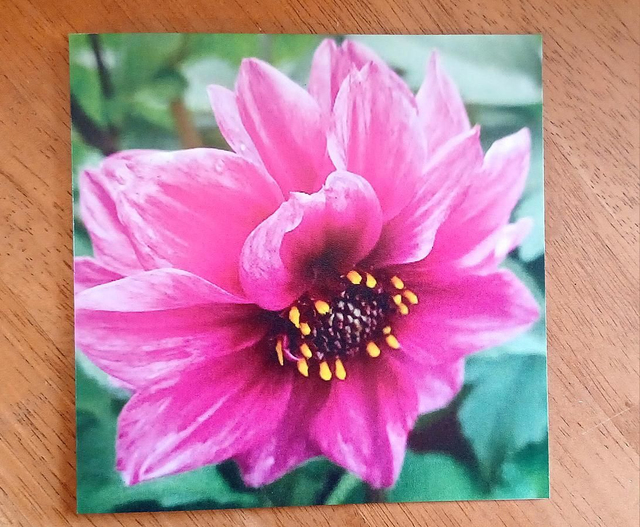 Dahlia Diablo