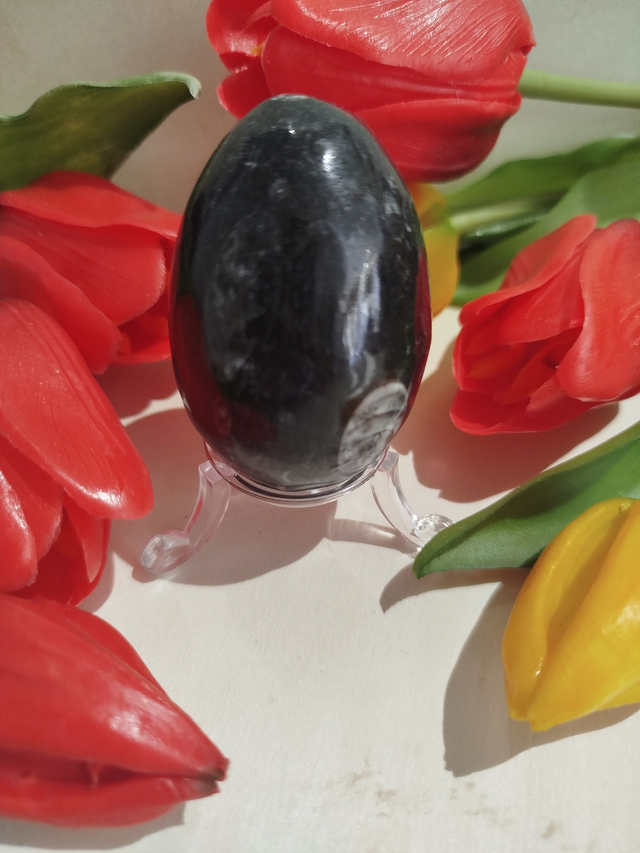 Œuf en Orthocéras Fossile