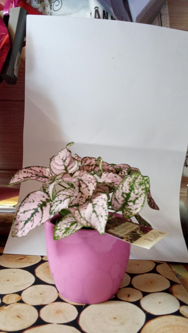 HYPOESTE POT 5,5 CP CERA