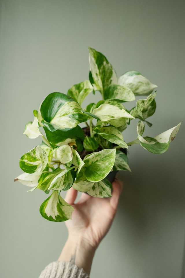 Epipremnum Happy Leaf 🌿