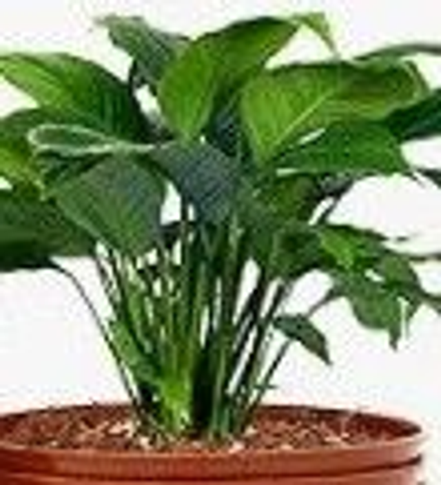 Pots - 1 Litre 1 x pot