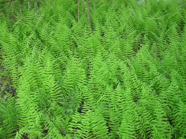 Thelypteris palustris - Marsh Fern