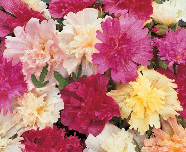 Hollyhocks Majorette Mixed