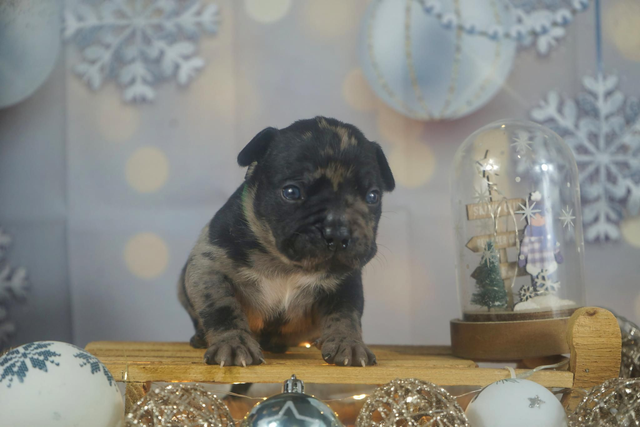 Phoenix Bully's Kennel Loki