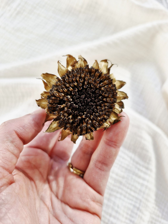 Vide atelier - Tournesols séchés naturels