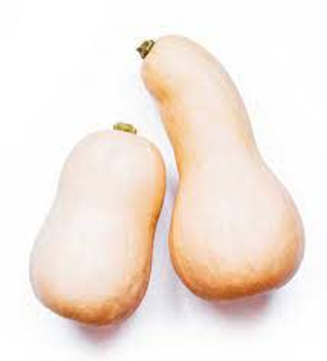 BUTTERNUT SQUASH (Each)