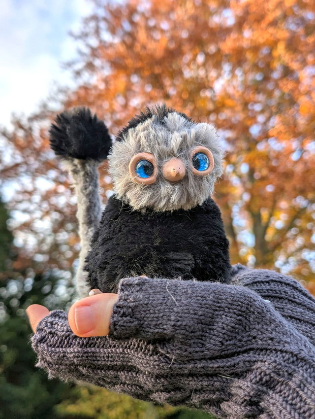 Kiwi des plaines pygmé noir