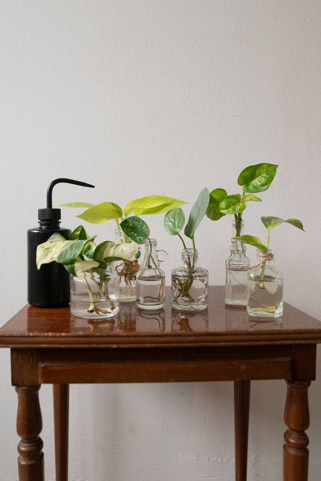 Botaniste Kit - Xmas Kit 🎀