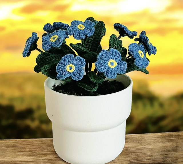 Forget-me-not indoor plant