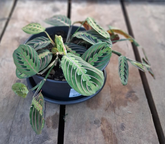 C150 . Maranta in ciotola 'Madagascar'