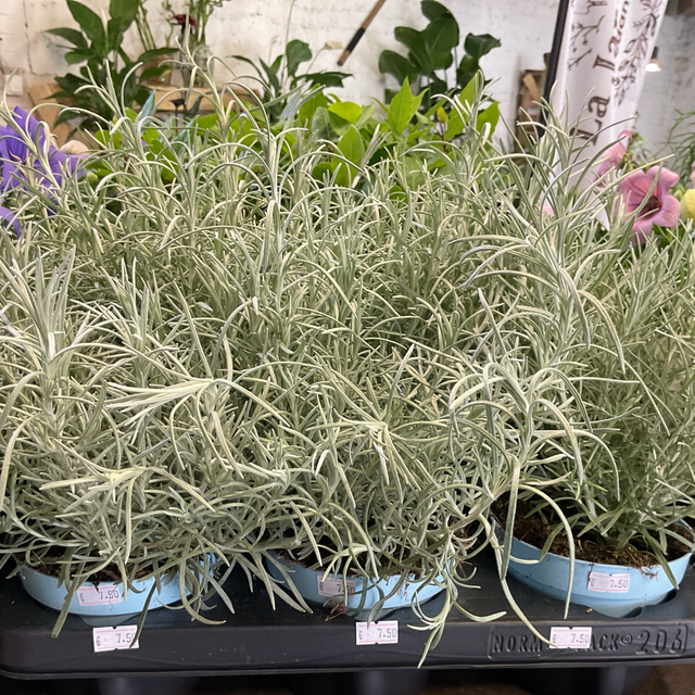 Helichrysum Italicum (curry)