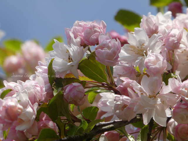 Photographic Open Edition Canvas Panel Print, from my "Blossom" collection, "Apple Blossom Pinks"