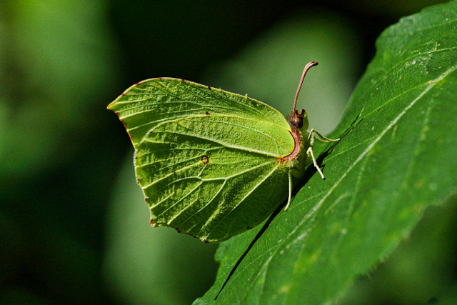 Citron